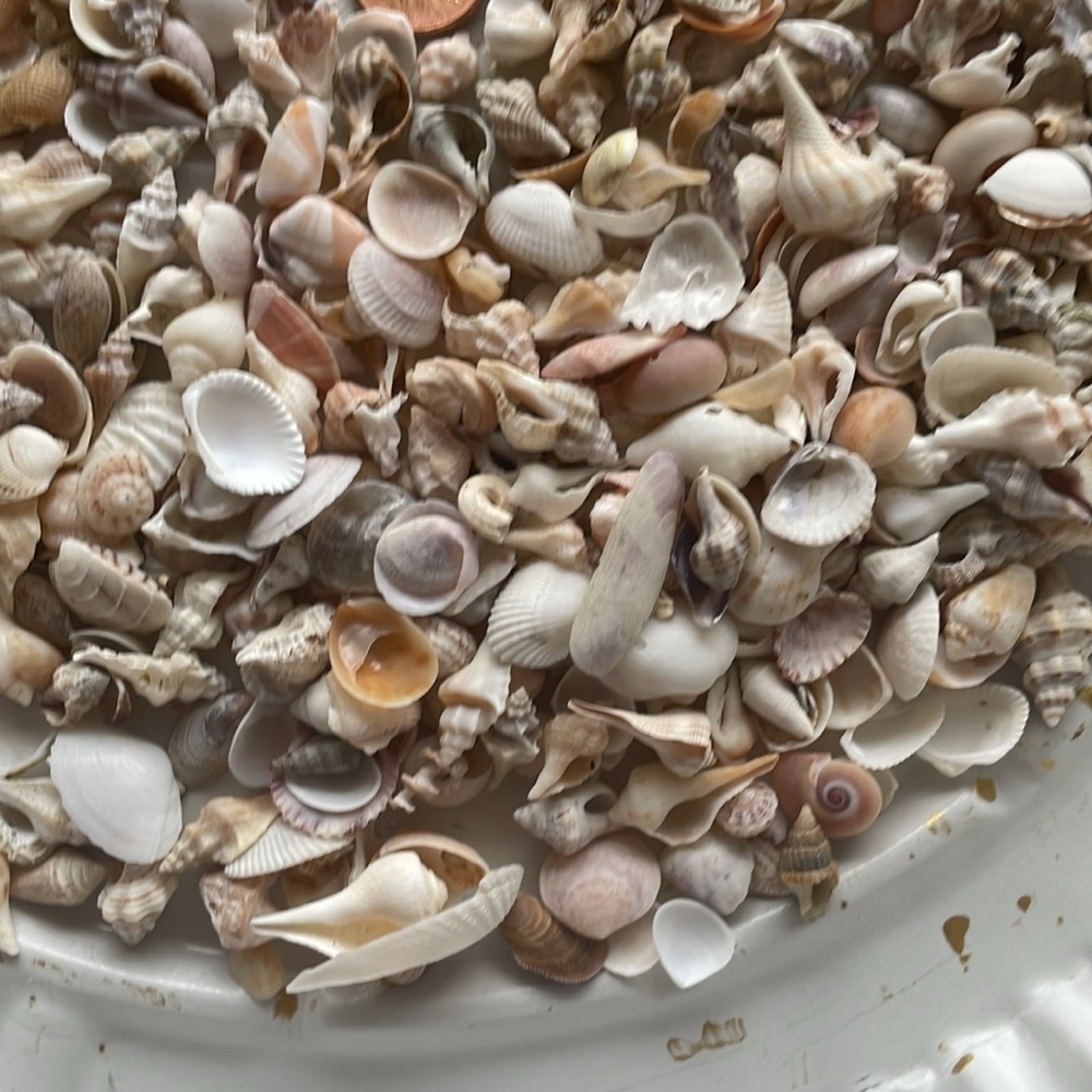 Shells - Picture 4 of 5
